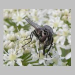 Graphomya maculata - Echte Fliege w03.jpg